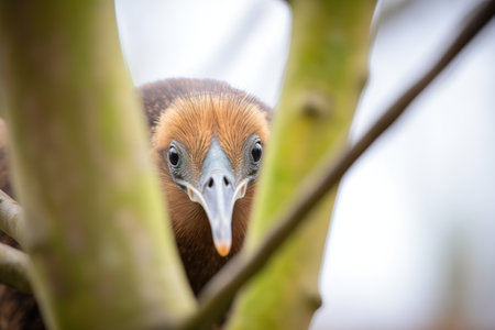 kiwi bird peeking from behind a treeの素材
