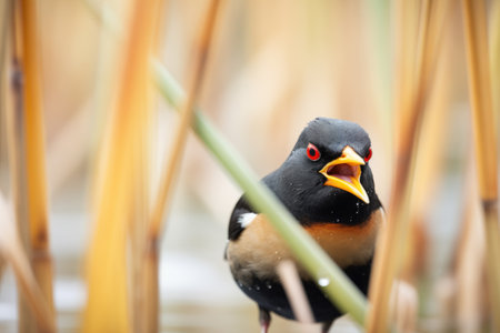 blackbird calling with open beak in reedsの素材