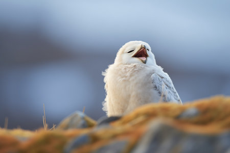 snowy owl yawning with a snow-capped backdropの素材
