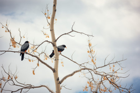 crows perched on tree branches against cloudy skyの素材