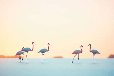 silhouettes of flamingos at sunsetの素材