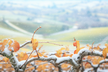 snow-dusted vines weaving through rolling hillsの素材