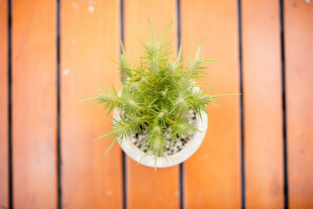 top view of a hemp plant in eco-friendly packagingの素材