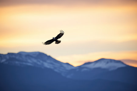 silhouette of a golden eagle at dusk near mountainsの素材