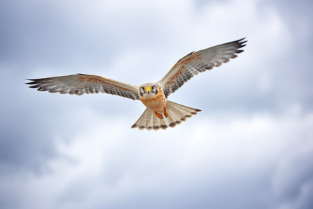 isolated kestrel against stormy sky hoverの素材