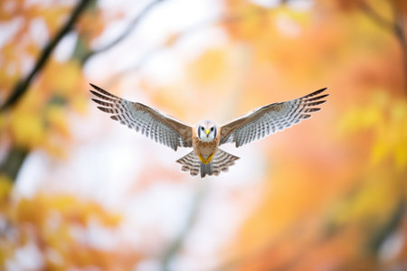 high angle shot of kestrel hovering above treesの素材