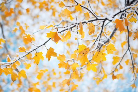 hoarfrost clinging to yellow leaves and twigsの素材