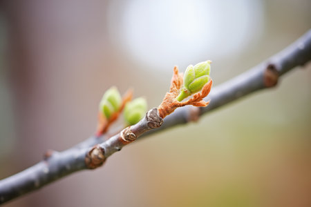 first spring buds on a tree branchの素材