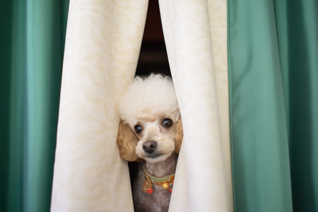 fluffy poodle peeking out from behind a curtainの素材
