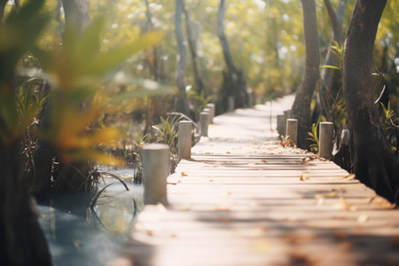boardwalk snaking through a dense mangroveの素材