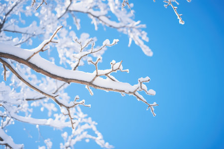 snowcovered tree branches against a clear blue sky