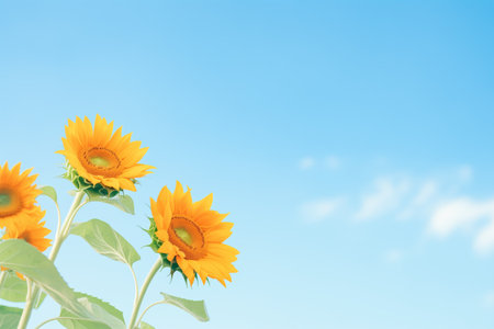 sunflowers reaching for the sun against a clear skyの素材