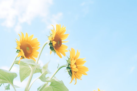 sunflowers reaching for the sun against a clear skyの素材
