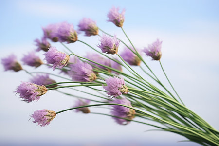 a bunch of chives, purple flowers on top, waving in the windの素材