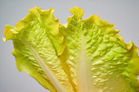 close-up of ruffled edges of romaine lettuceの素材