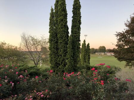 The sun sets over a garden in the late summer.の写真素材