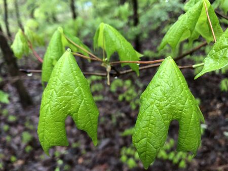Close-Up Shot of Green Leaves on a Tree Branch
