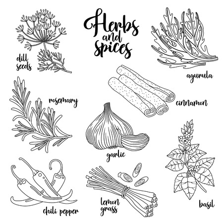 Spices and herbs set to prepare delicious healthy food. Contour botanical illustration on white background with dill seed, rosemary, chili pepper, arugula, garlic, cinnamon, basil, lemongrass.のイラスト素材