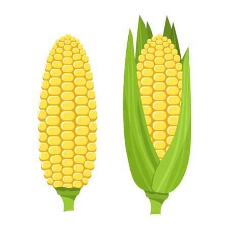 Fresh ripe corn cob illustration.のイラスト素材