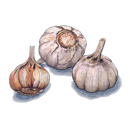 Hand drawn 3 pieces of garlic on the white background. Marker illustration. Organic food vegetarian ingredientの写真素材