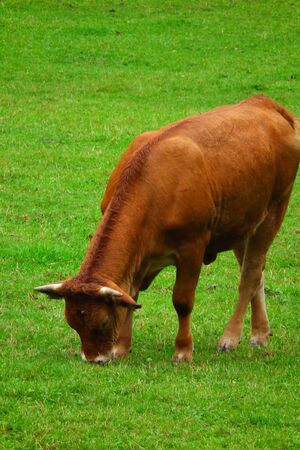 Bull on mountain pastureの写真素材