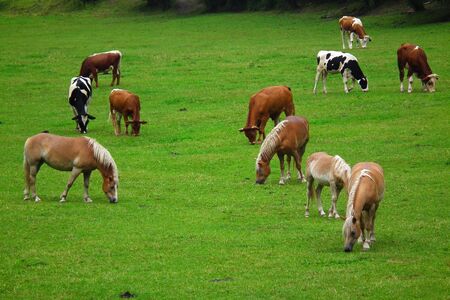Cows and horses on mountain meadowの写真素材