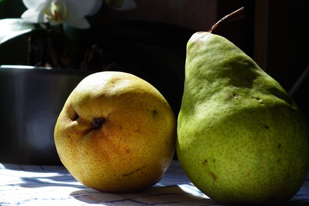 Organic pears and orchidの写真素材