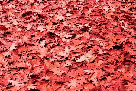 Red leaves in autumn day (designed photo)の写真素材