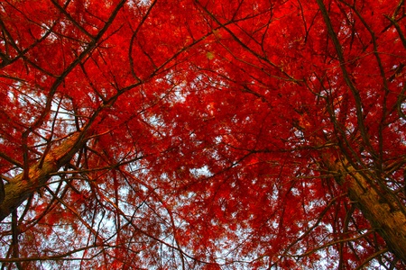 Red fire in autumn larch.の写真素材