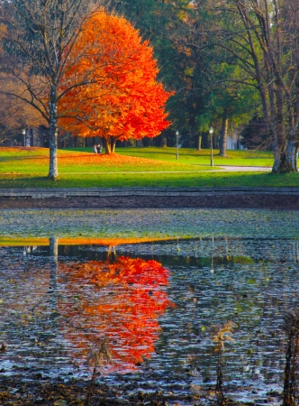 Beautiful autumn red tree reflects itself in swamp like lake on sunny autumn day.の写真素材