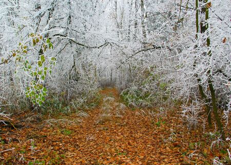 Winter road to beautiful forestの写真素材