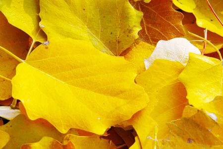 Golden leaves in autumn sun.の写真素材