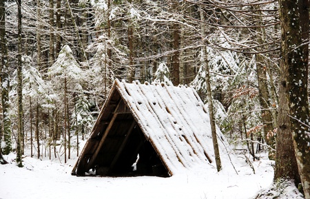 A cabin in the forestの写真素材
