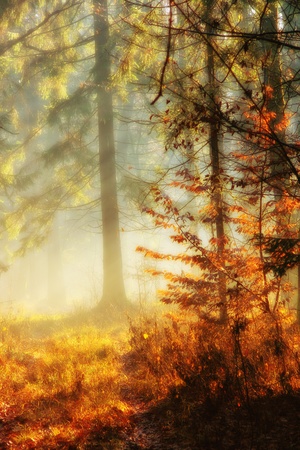Beautiful lgiht in the woods on an autumn day. Glowing effect.の写真素材