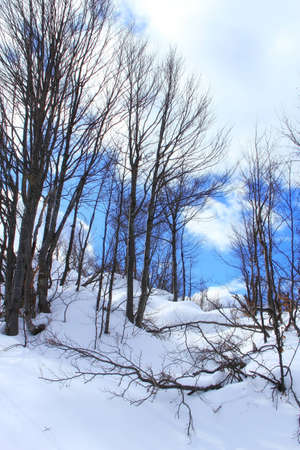 Winter landscape の写真素材