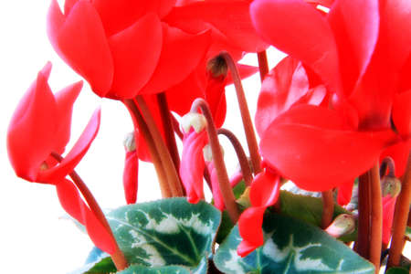 Purple cyclamen の写真素材