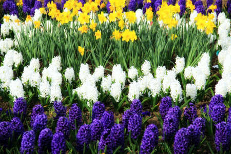 Beautiful flowers in the park の写真素材