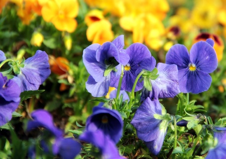 Blue violets in the park の写真素材