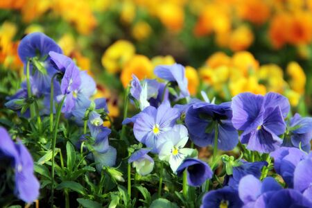 Blue violets in the park の写真素材