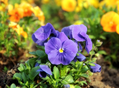 Purple violet in the park の写真素材