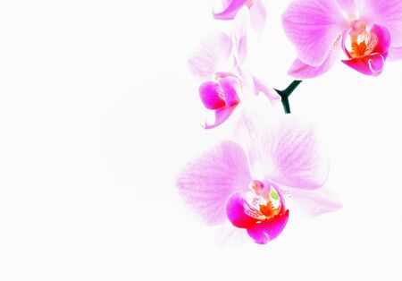 Orchid flowers の写真素材