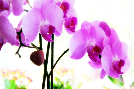 Purple orchid の写真素材