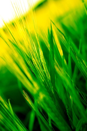 Golden green wheat の写真素材