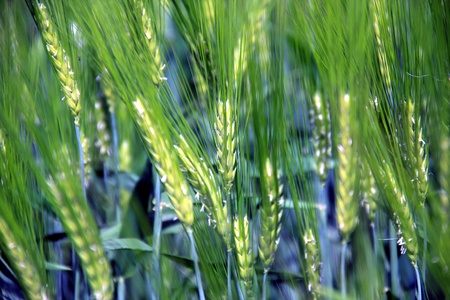 Young barley  on the field の写真素材