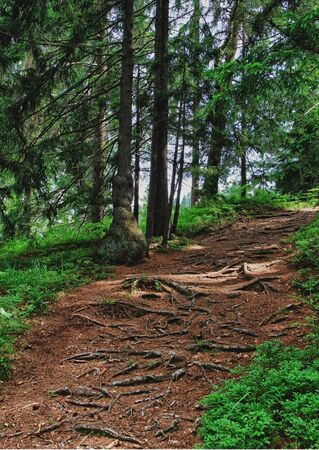 A path in the forest, climbing up の写真素材