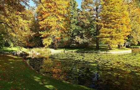 Small pond and autumn nature in the park の写真素材