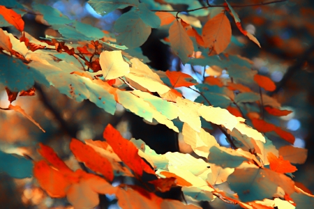Autumn leaves for backgroundの写真素材