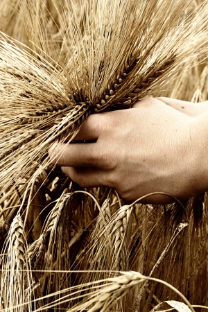 Hands holidng grain before harvesting の写真素材