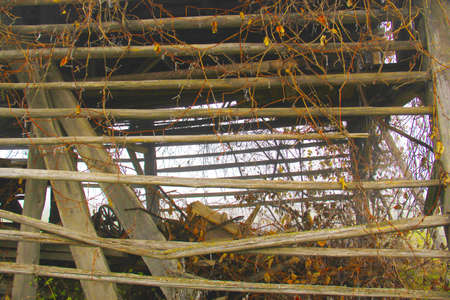 Old wooden fence with ivy. Background of the old wooden fence.