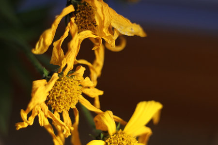 Dried daisy in a vase macro.
